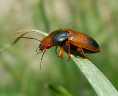 Diachromus germanus