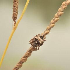 Acanthepeira