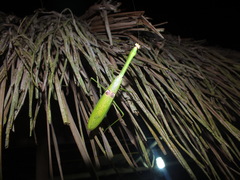 Stagmatoptera binotata