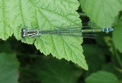 Coenagrion puella
