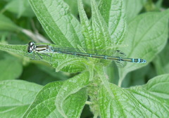Coenagrion puella