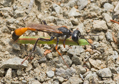 Ammophila heydeni