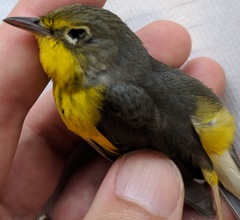 Cardellina canadensis