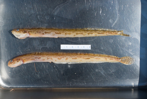 Slender Eelblenny
