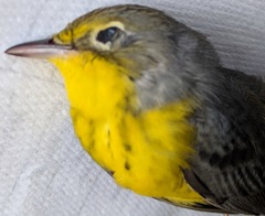 Cardellina canadensis