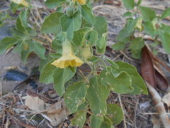 Physalis viscosa