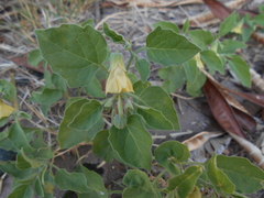 Physalis viscosa