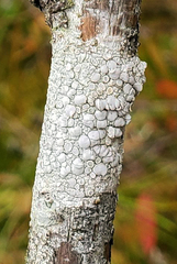 Lecanora albella