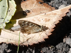 Pararge aegeria