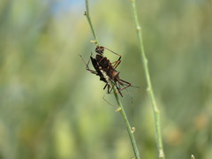 Zelus janus