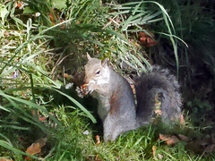 Sciurus carolinensis