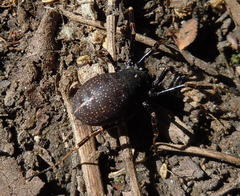 Egaenus convexus