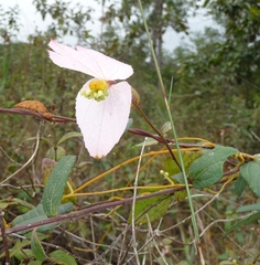 Dalechampia schippii