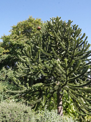 Araucaria araucana