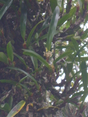 Maxillaria densa