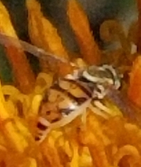 Toxomerus marginatus