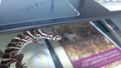 Coleonyx mitratus