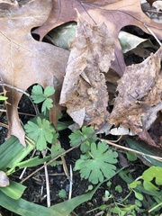 Geranium carolinianum carolinianum