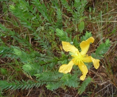 Hypericum terrae-firmae