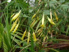 Lisianthius brevidentatus