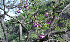 Lonchocarpus