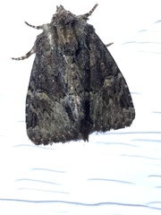 Phosphila turbulenta