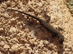 Pristurus