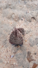 Crassula alpestris