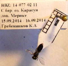 Sphecodes niger