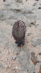 Crassula alpestris