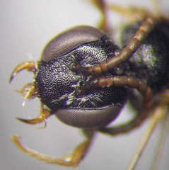 Sphecodes niger