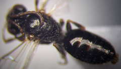 Sphecodes niger