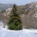Sicilian Fir - Photo (c) Matteo Forzese, some rights reserved (CC BY-NC), uploaded by Matteo Forzese