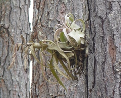 Tillandsia streptophylla