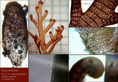 Rytiphlaea tinctoria