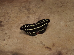 Catonephele mexicana