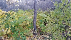 Reynoutria × bohemica