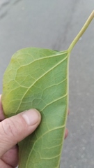 Reynoutria × bohemica