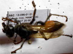 Sphex atropilosus