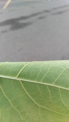 Reynoutria × bohemica