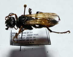 Sphex atropilosus