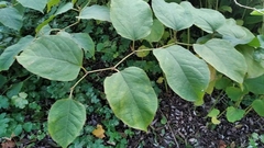 Reynoutria × bohemica