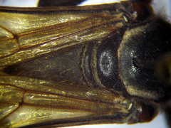 Sphex atropilosus