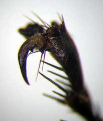 Sphex atropilosus