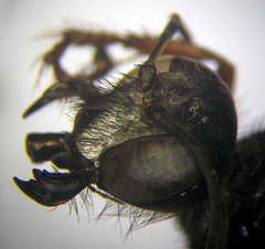 Sphex atropilosus