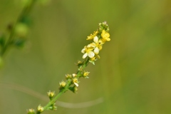 Agrimonia striata