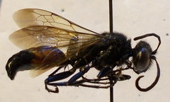 Sphex atropilosus