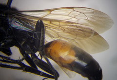 Sphex atropilosus