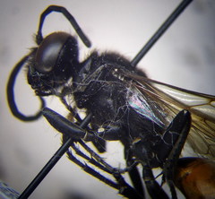 Sphex atropilosus