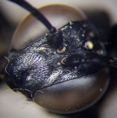 Sphex atropilosus
